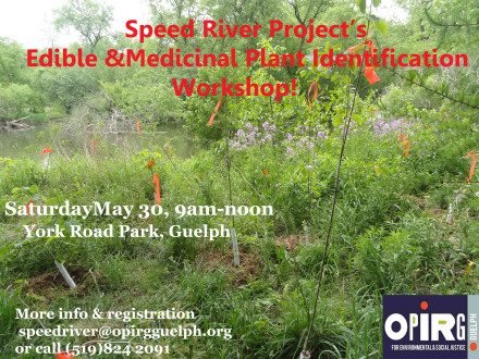medicinal plant id copy